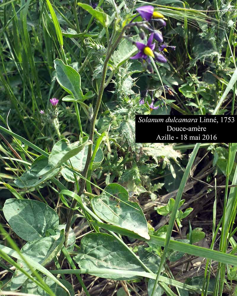 Solanum dulcamara Linné, 1753 #45572