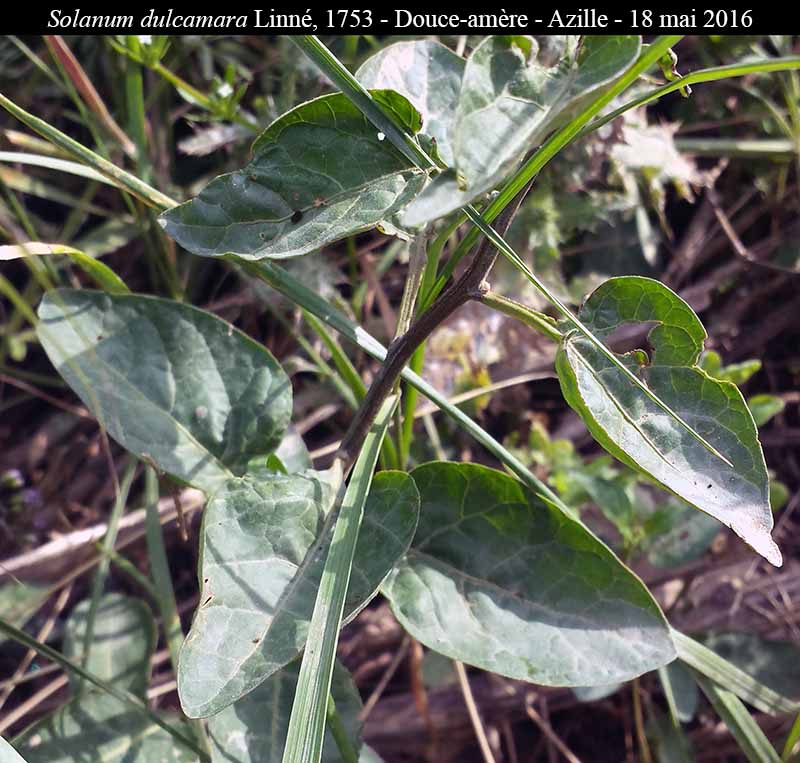 Solanum dulcamara Linné, 1753 #45573