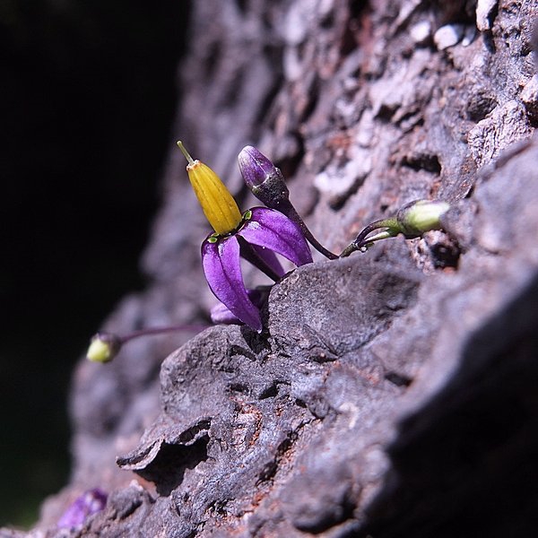 Solanum dulcamara - Morelle douce amère #52308