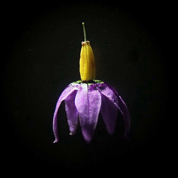 Solanum dulcamara - Morelle douce amère #52311