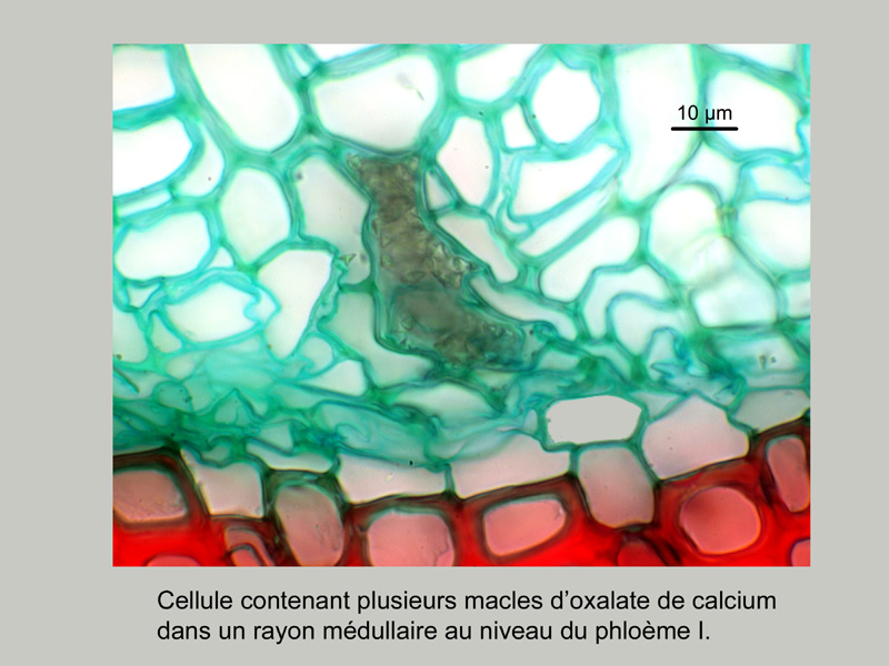 Solanum jasminoides, histologie. #17427