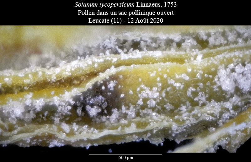 Solanum lycopersicum #75475