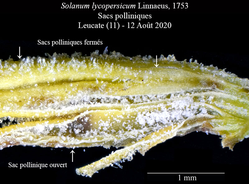 Solanum lycopersicum #75474