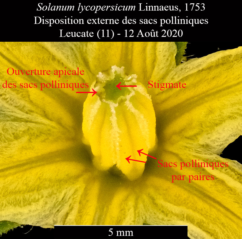 Solanum lycopersicum #75473