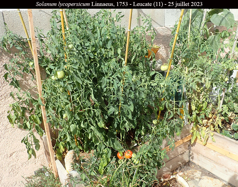 Solanum lycopersicum #75468