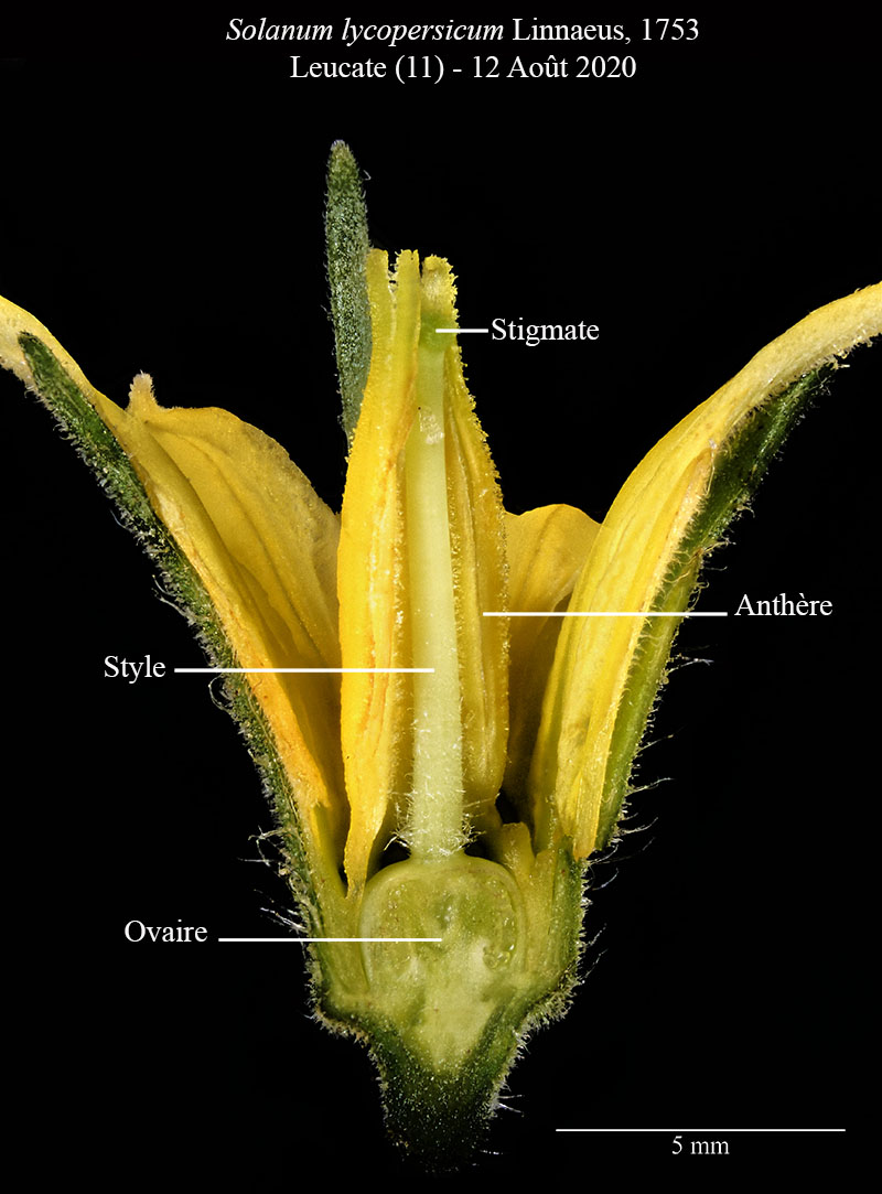 Solanum lycopersicum #75472