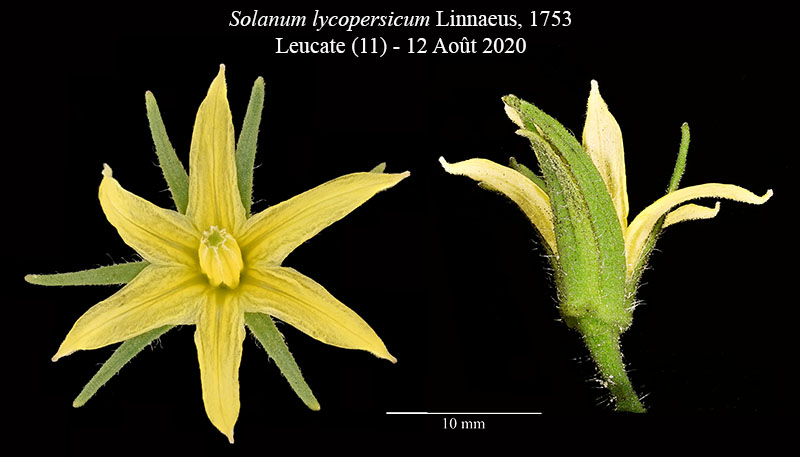 Solanum lycopersicum #75470