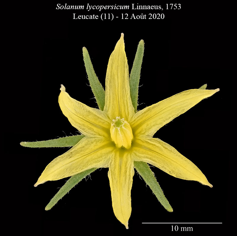 Solanum lycopersicum #75477