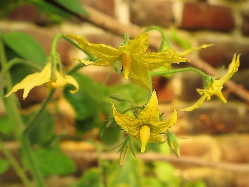 Solanum lycopersicum- Tomate cerise #56621