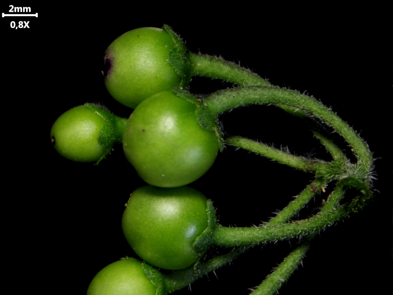 Solanum nigrum L., 1753 - Morelle noire #72647