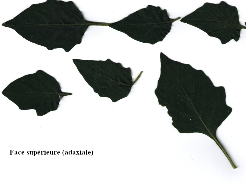 Solanum nigrum L., 1753 - Morelle noire #72634