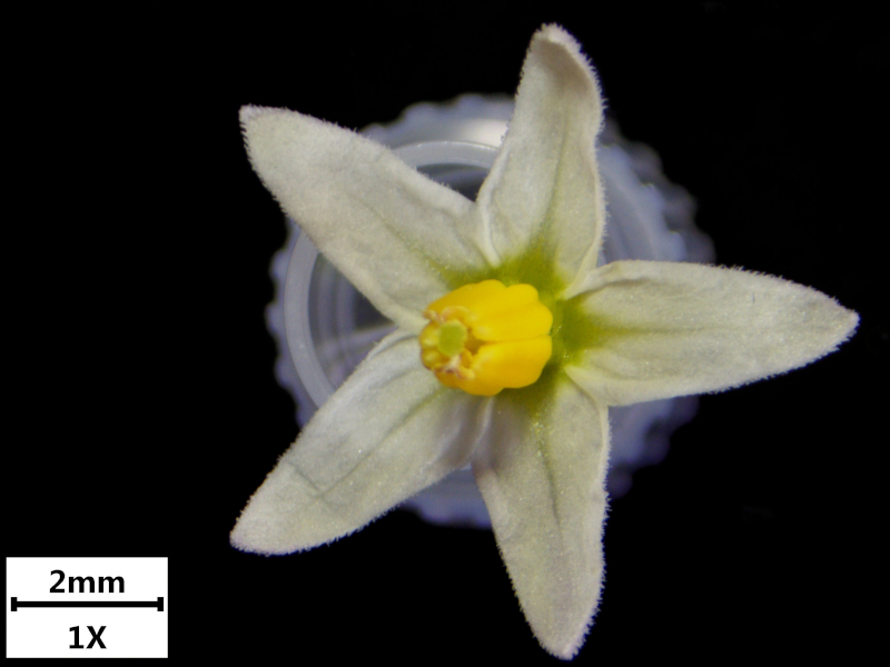 Solanum nigrum L., 1753 - Morelle noire #72639