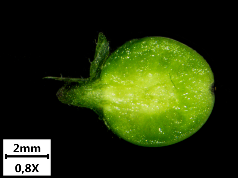 Solanum nigrum L., 1753 - Morelle noire #72649