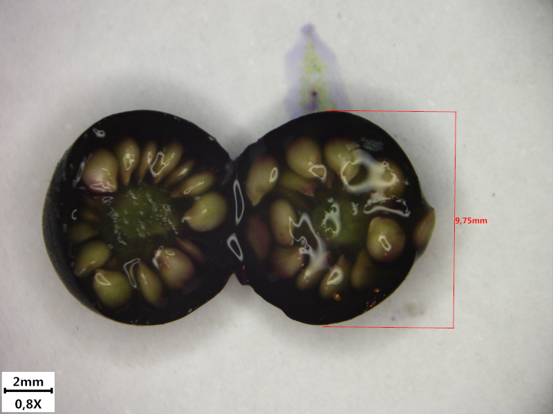 Solanum nigrum L., 1753 - Morelle noire #72651