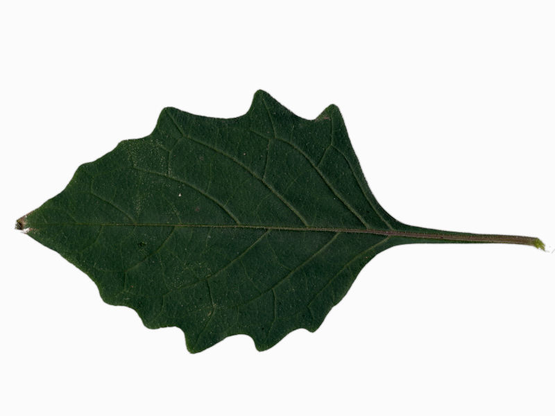 Solanum nigrum L., 1753 - Morelle noire #72633