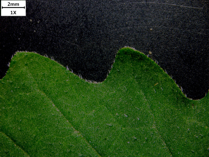 Solanum nigrum L., 1753 - Morelle noire #72637