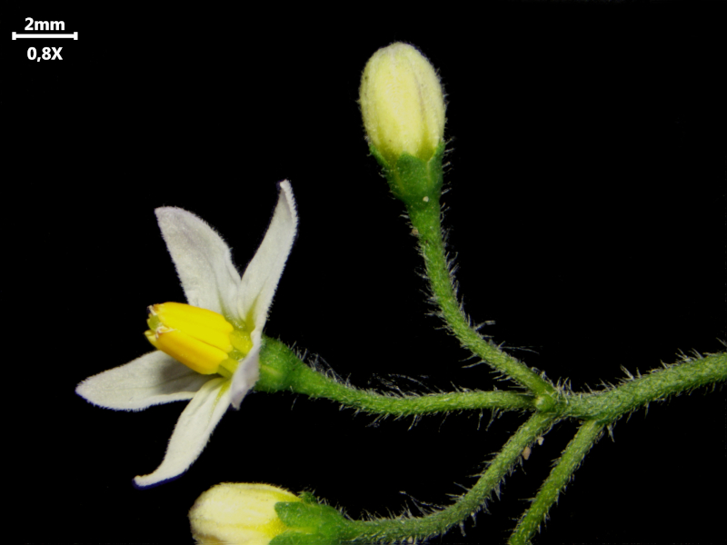 Solanum nigrum L., 1753 - Morelle noire #72638