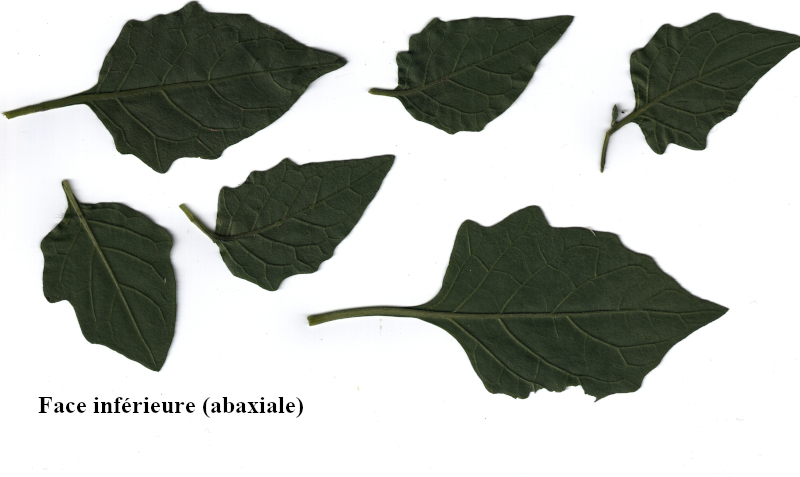 Solanum nigrum L., 1753 - Morelle noire #72635