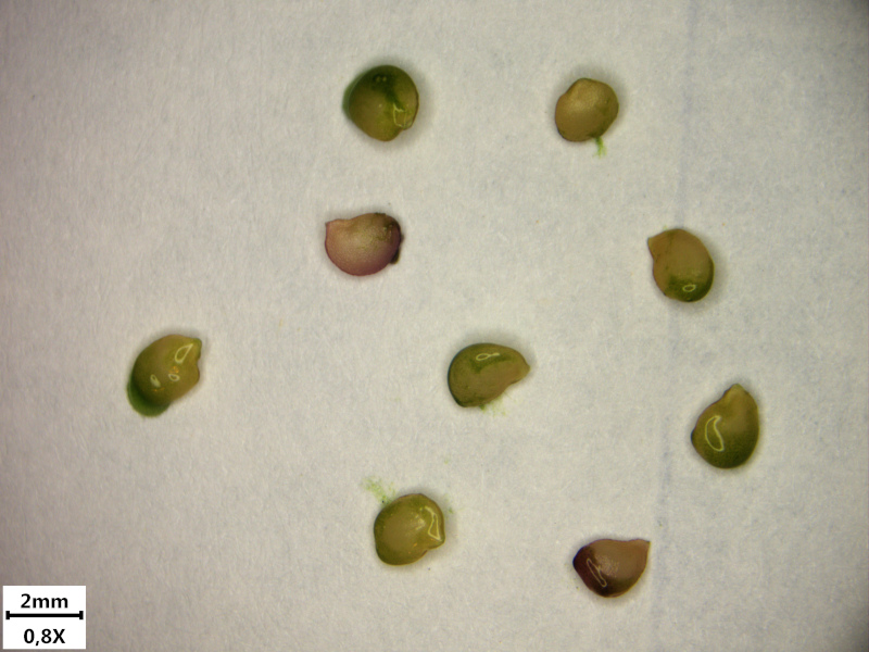 Solanum nigrum L., 1753 - Morelle noire #72652