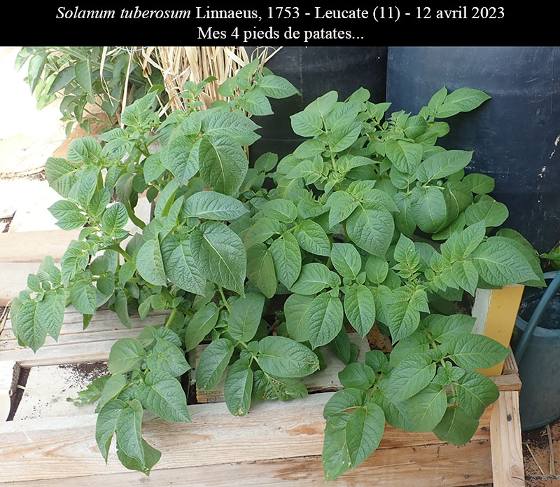 Solanum tuberosum #75188