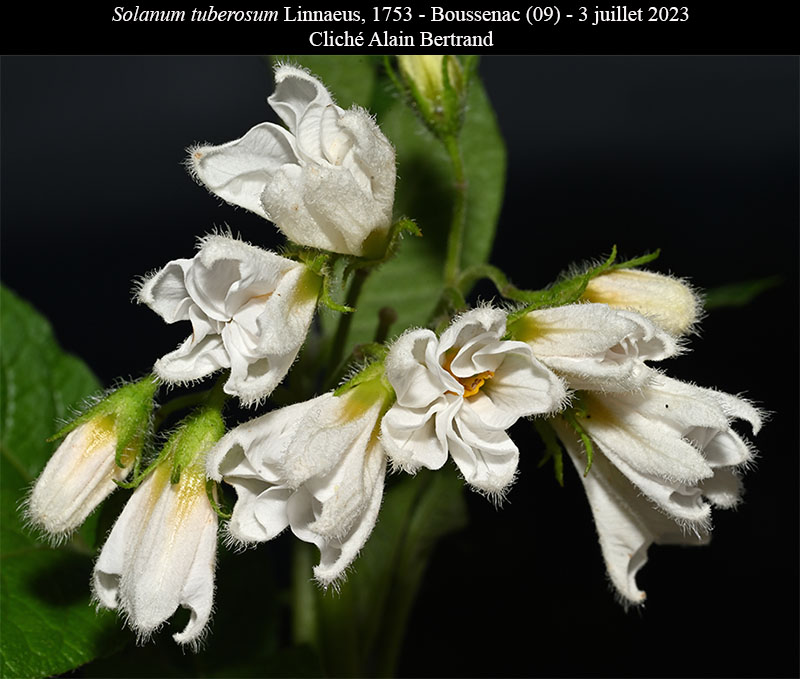 Solanum tuberosum #75193