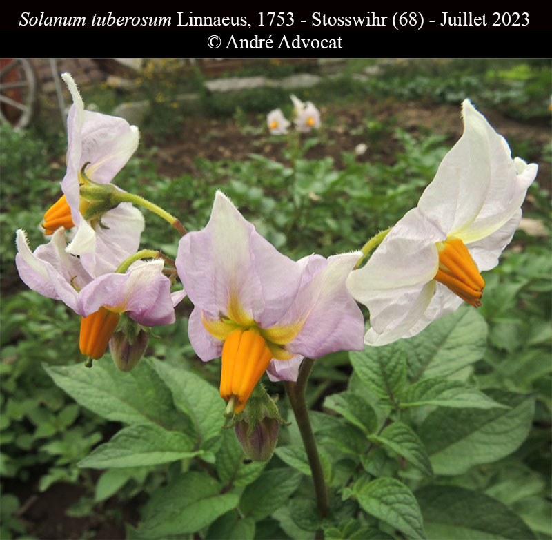 Solanum tuberosum #75191