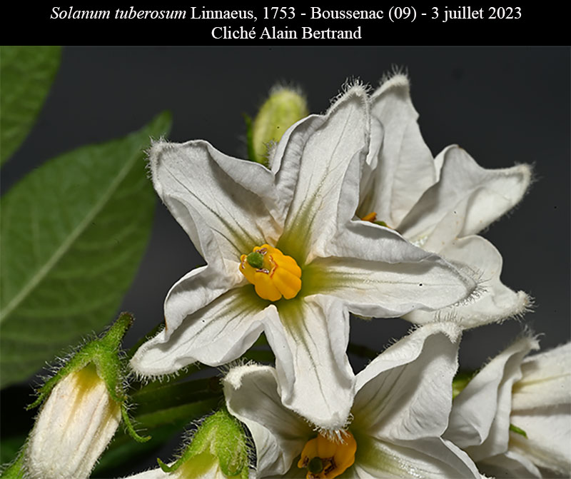 Solanum tuberosum #75192