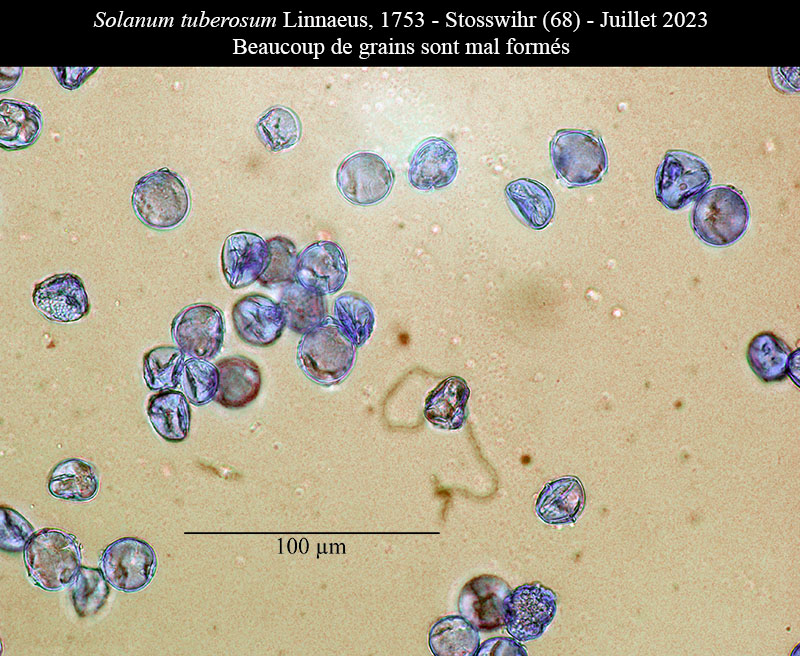 Solanum tuberosum #75198