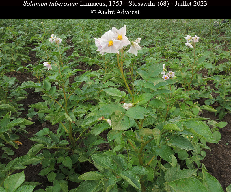 Solanum tuberosum #75189