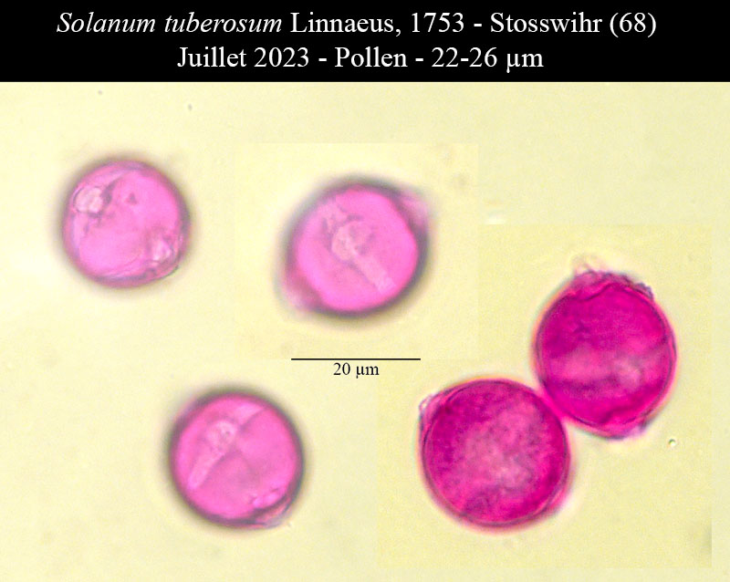 Solanum tuberosum #75196