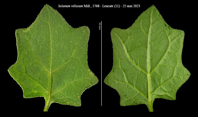 Solanum villosum Miller, 1768 #74994
