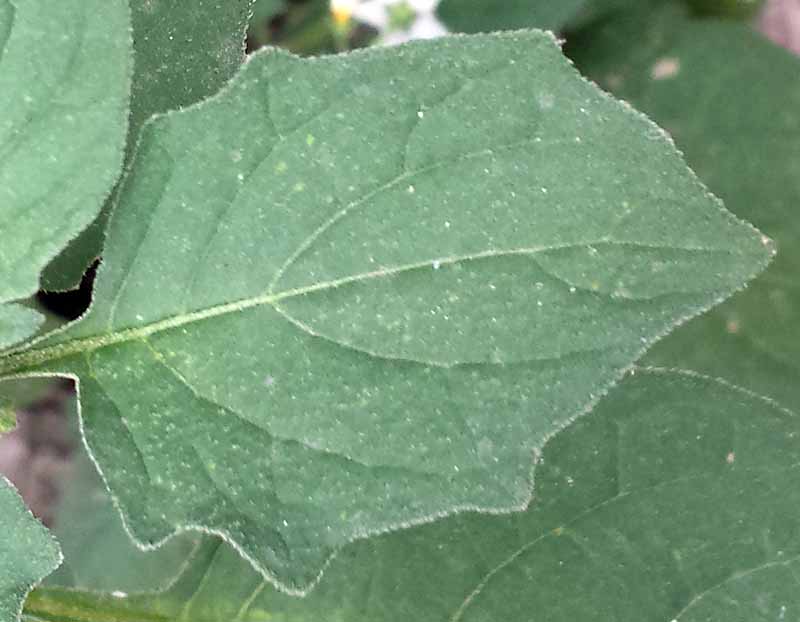 Solanum villosum Miller, 1768 #46204
