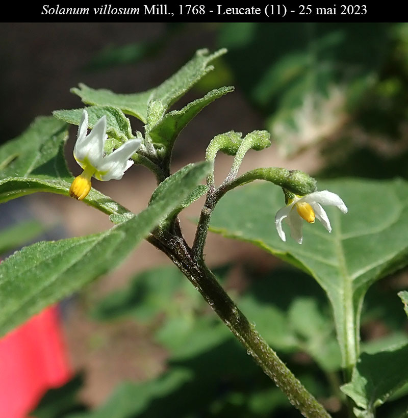 Solanum villosum #74999
