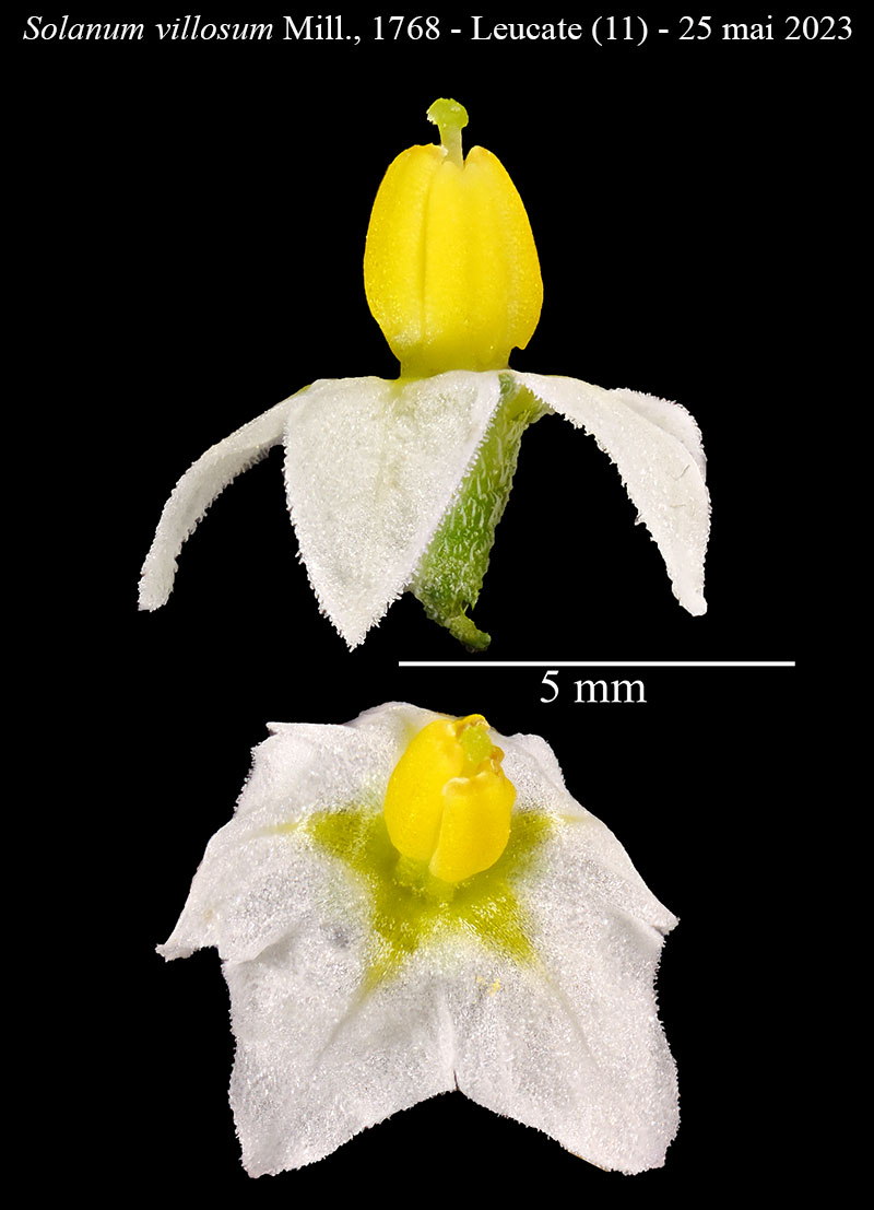 Solanum villosum Miller, 1768 #74997