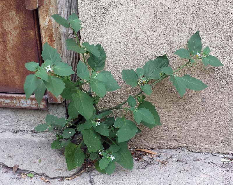 Solanum villosum Miller, 1768 #46202