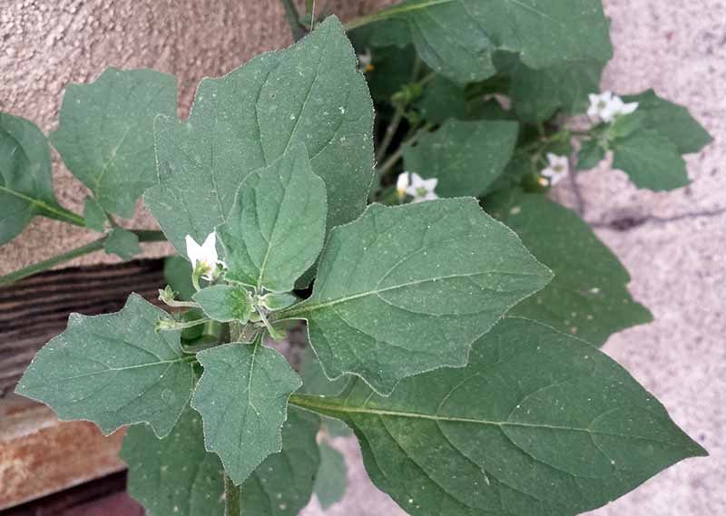 Solanum villosum Miller, 1768 #46203