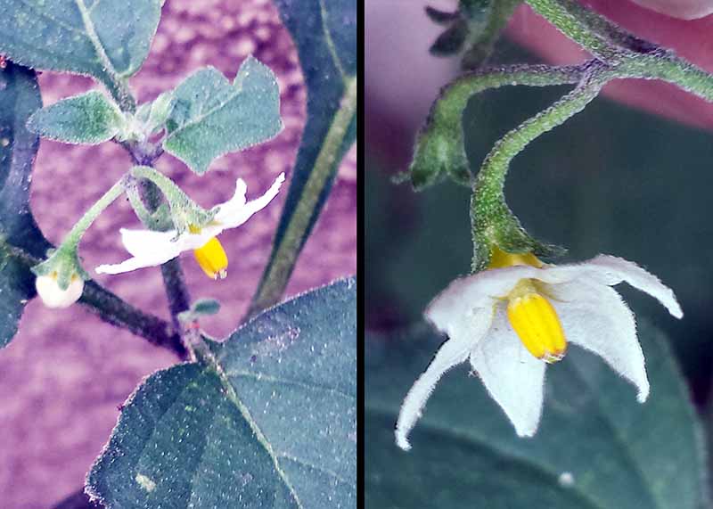 Solanum villosum Miller, 1768 #46205