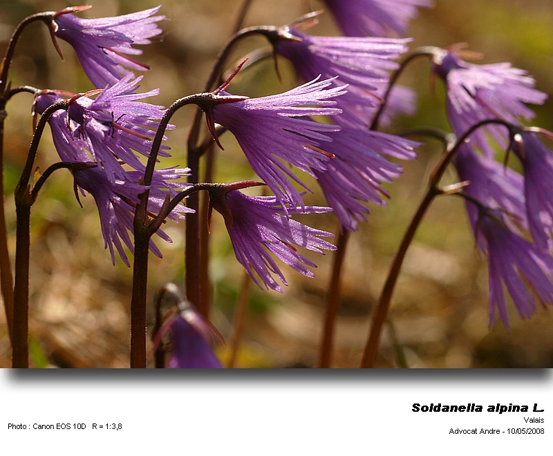 Soldanella alpina L. (Soldanelle des Alpes) #3866