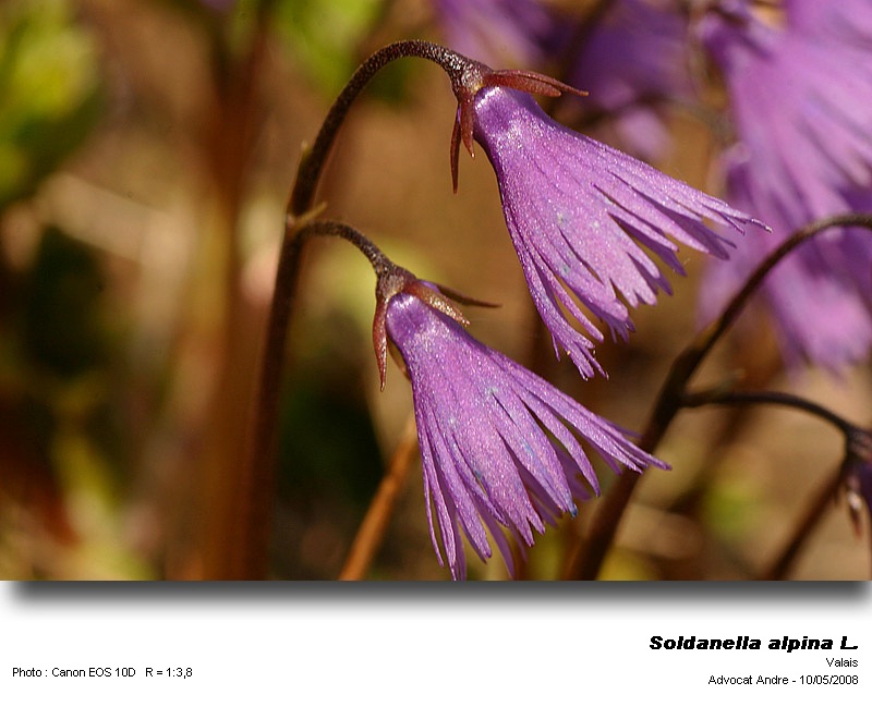 Soldanella alpina L. (Soldanelle des Alpes) #3867