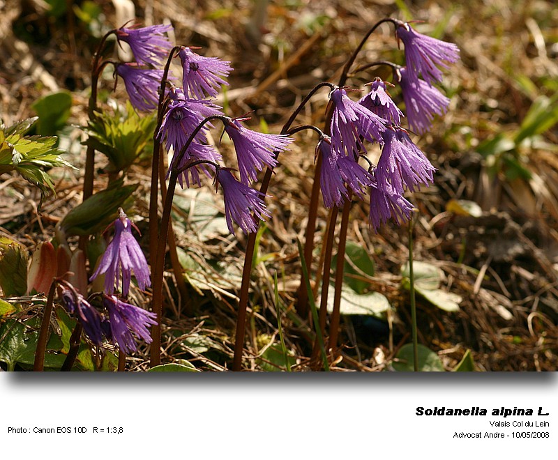 Soldanella alpina L. (Soldanelle des Alpes) #3865