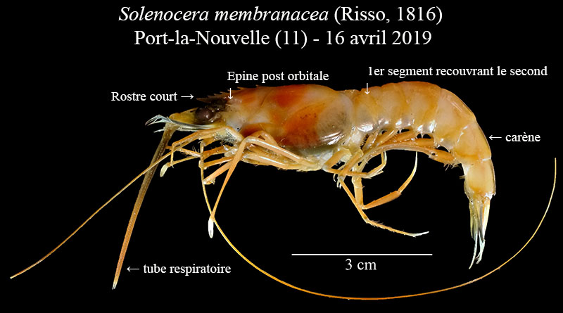 Solenocera membranacea #58937
