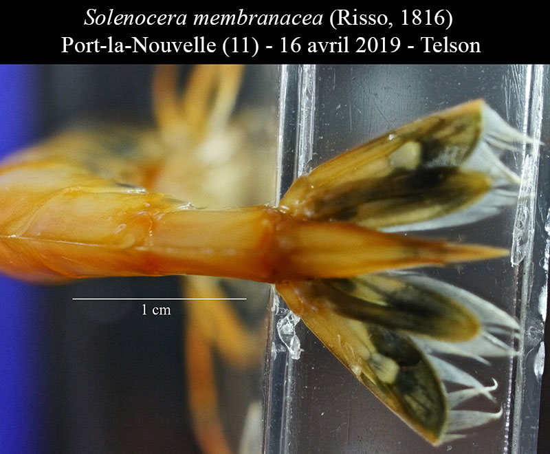 Solenocera membranacea #58939