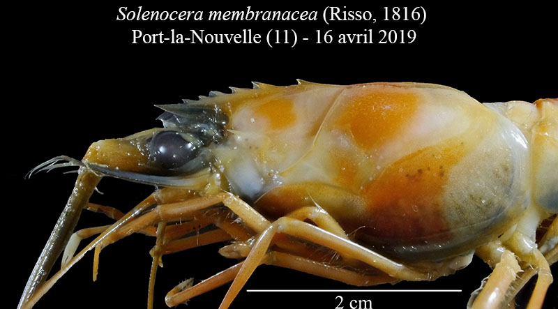 Solenocera membranacea #58938