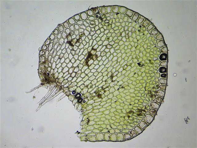 Solenostoma gracillimum (Sm.) R.M.Schust. #61870