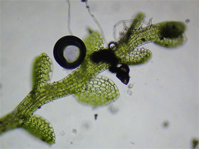 Solenostoma gracillimum (Sm.) R.M.Schust. #61871