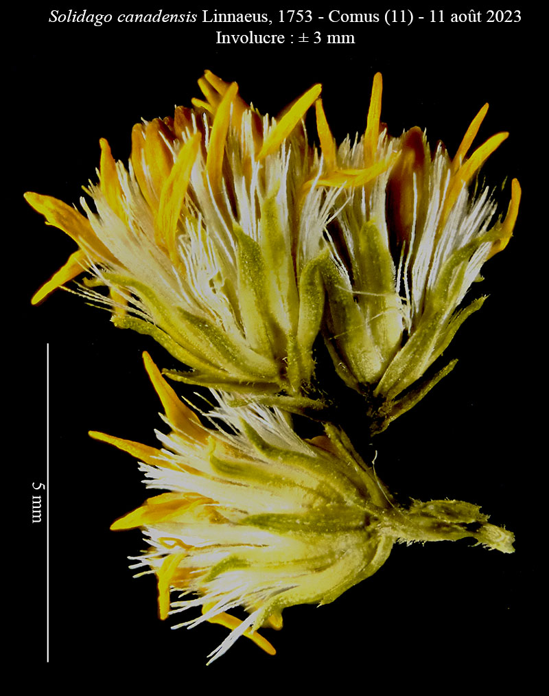 Solidago canadensis #76157