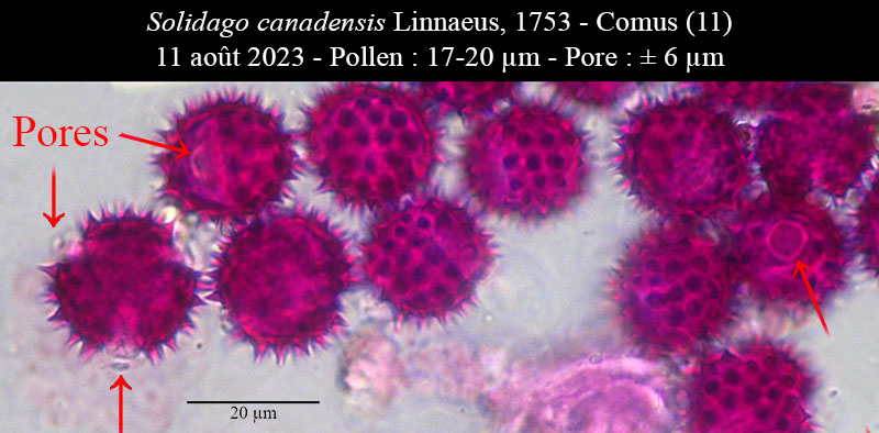 Solidago canadensis #76163