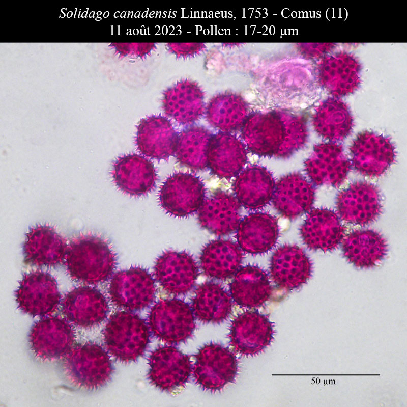 Solidago canadensis #76161
