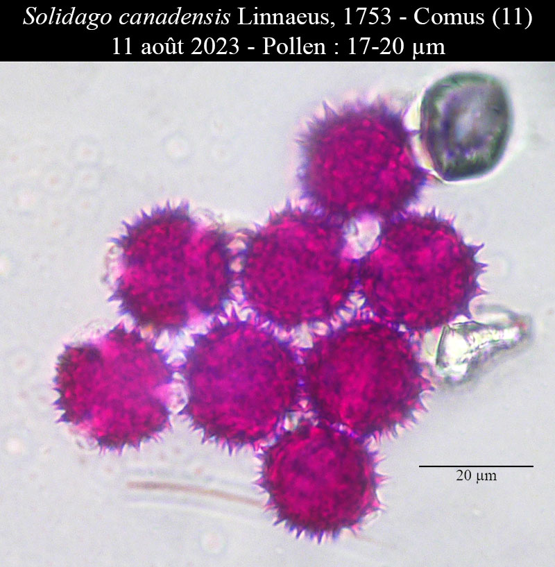 Solidago canadensis #76162