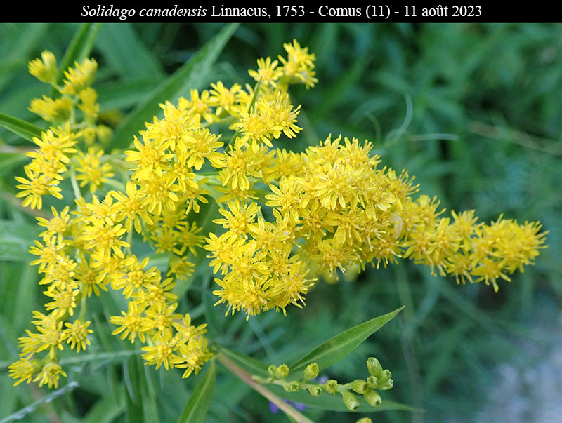 Solidago canadensis #76155
